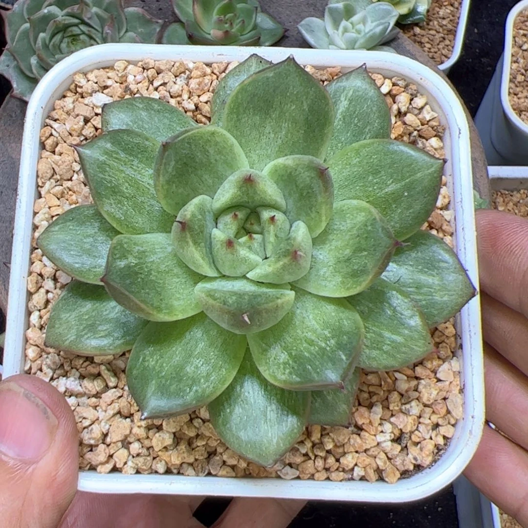 原始种白拉丝，大型种