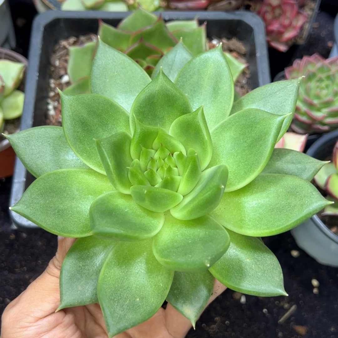 原始种个体，多肉植物