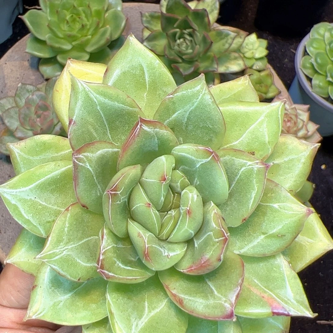个体，多肉植物组合