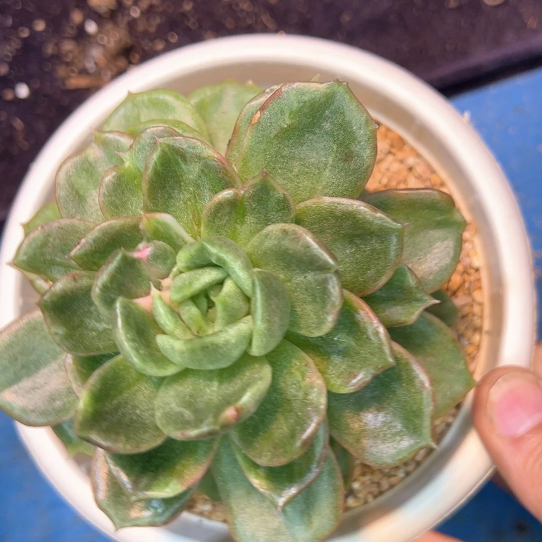 多肉植物，多肉植物