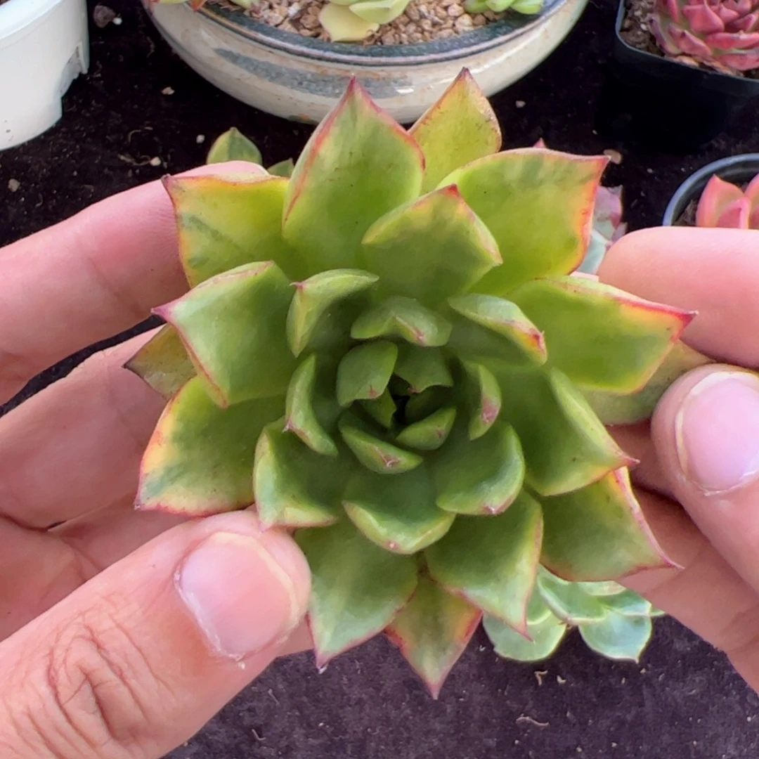 虎皮锦，多肉植物