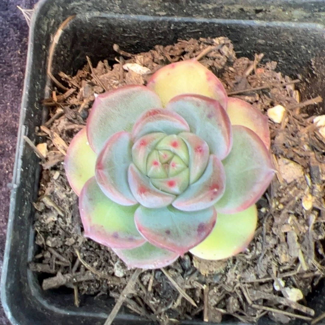 多肉植物，多肉植物