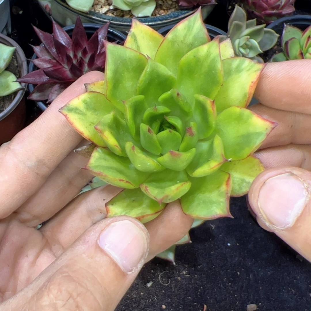 青虎皮锦，多肉植物