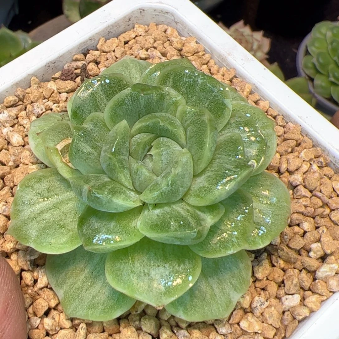 珍妮白拉丝西瓜锦，多肉植物