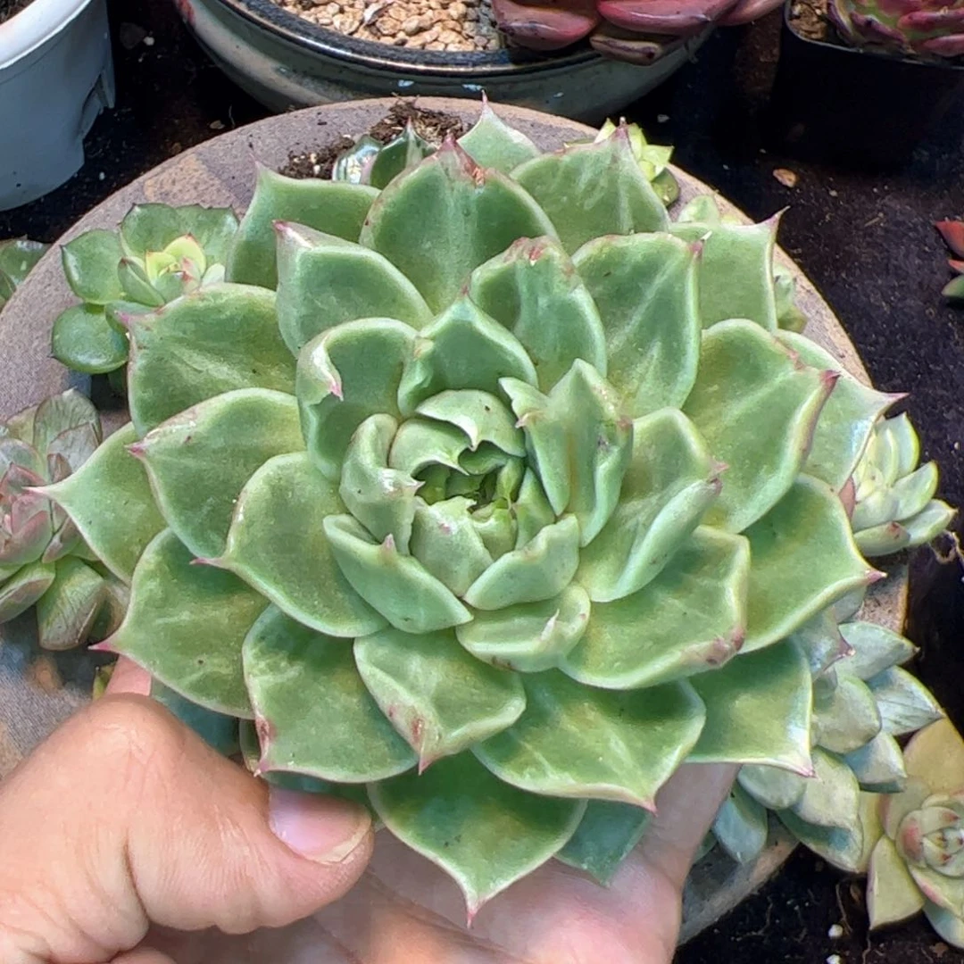 用****5多肉植物，多肉植物
