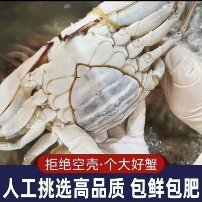 梭子蟹