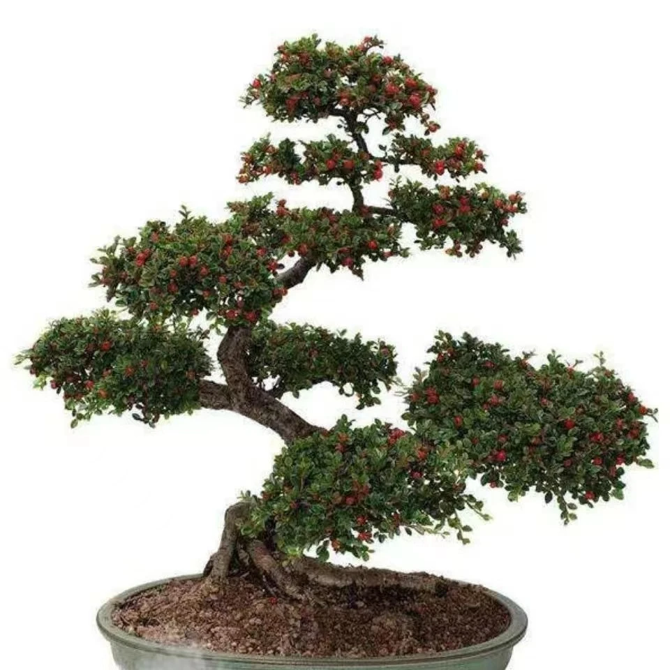 荀子盆景盆栽  红花荀子盆景  盆景老桩  精品盆景