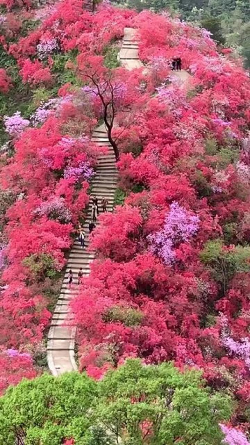 大别山映山红先花后叶