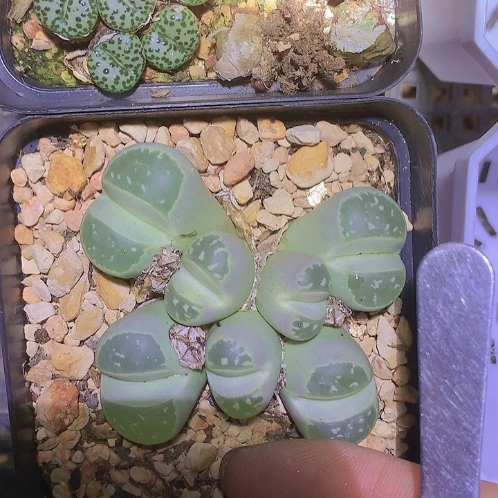 14414414141411414144