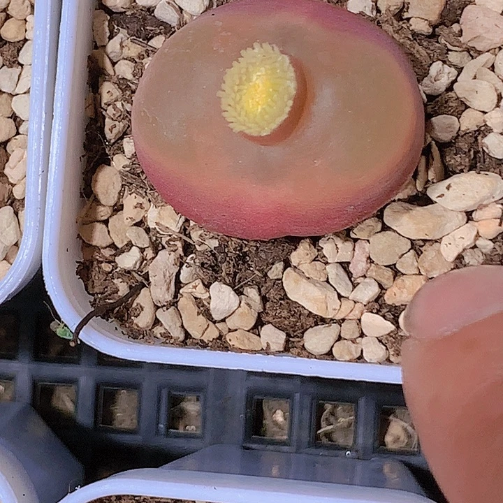 1411112111111441141414