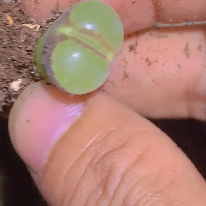 145452554547545575444577