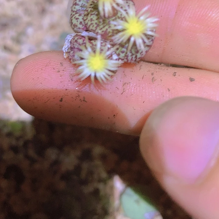 14111521522555555555