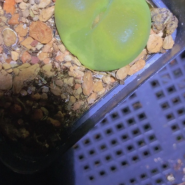 142542453452454514514