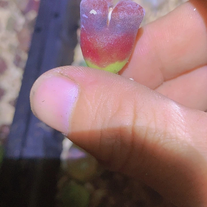 14141141414111111144411