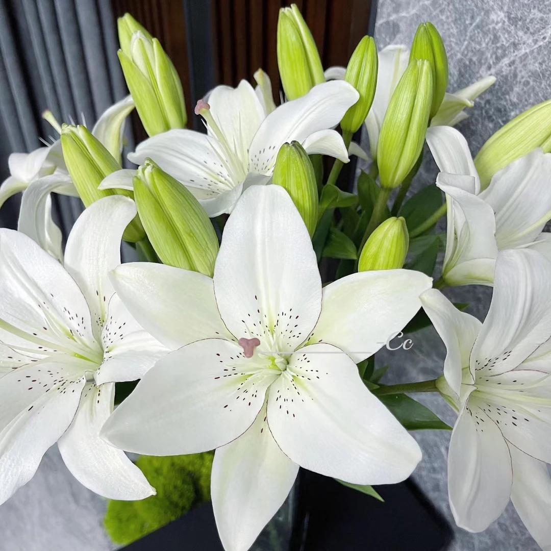 【眼线】亚洲百合 颜值高水生鲜切花东北发货顺丰包邮自然简单优质