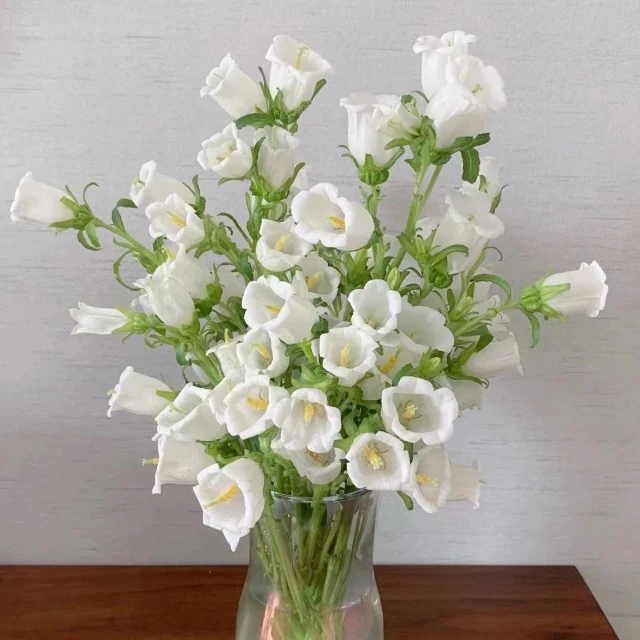 风铃白色多花苞花期长