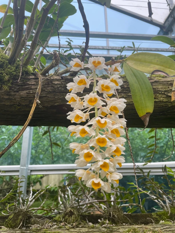 球花4-6月开花香