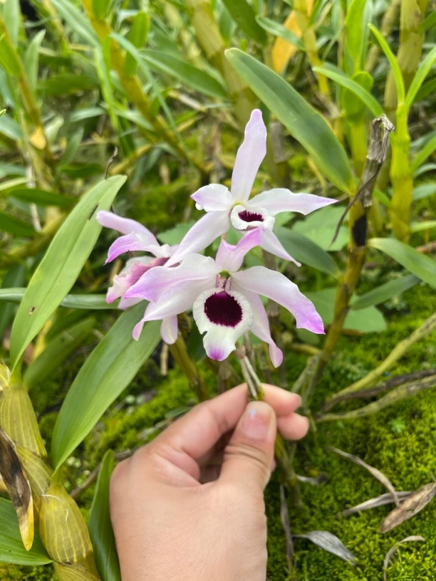 金钗石角斗 5-6月开花花大香粗壮好种