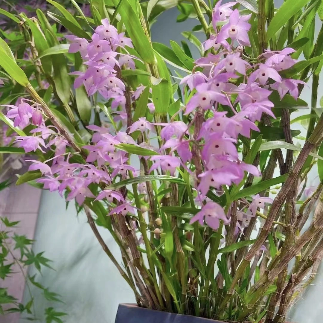 量拍重唇石斛4-6月开花石斛兰