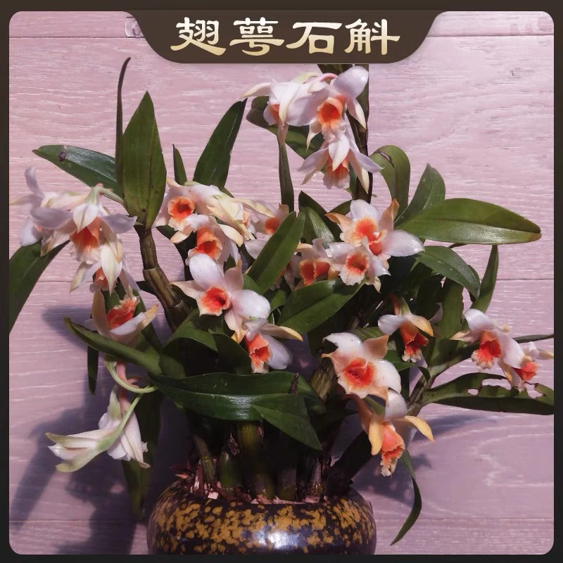 黑毛石斛，不送料