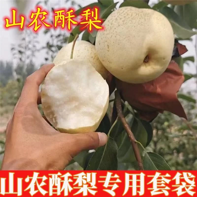 山农酥梨专用套袋双层三层加大加厚结实耐用防水防虫山农酥梨专用