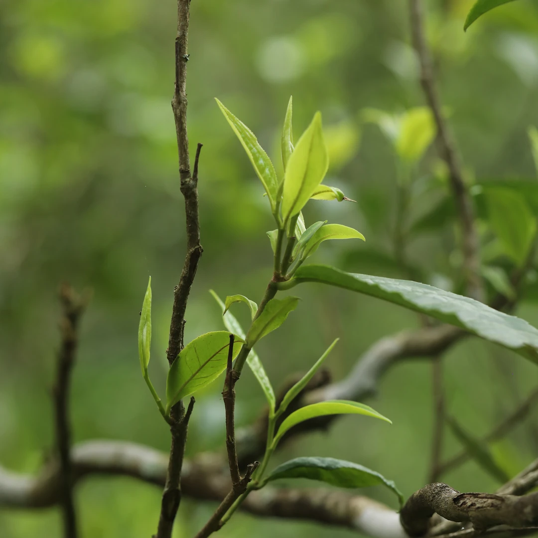 茶叶小游戏  通用链接
