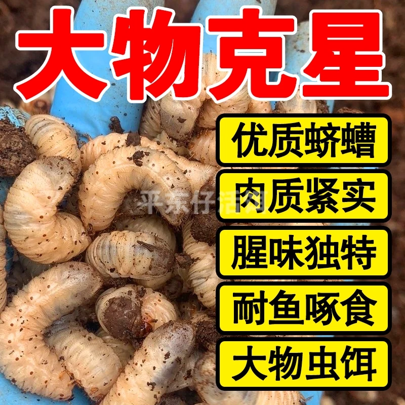 【厂家大促】蛴螬老母虫活体鱼饵黑坑野钓鲶鱼黄辣丁鲤鱼草鱼饵料