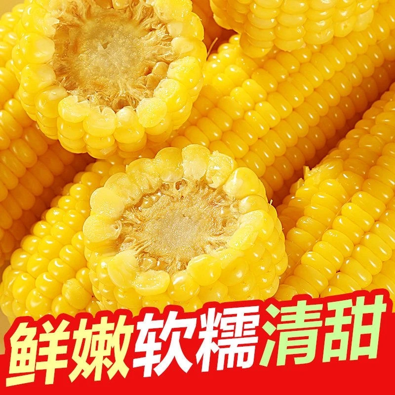 （试吃2只）12棒新鲜粘黄糯玉米零添加越嚼越香中大棒拍10只送两只
