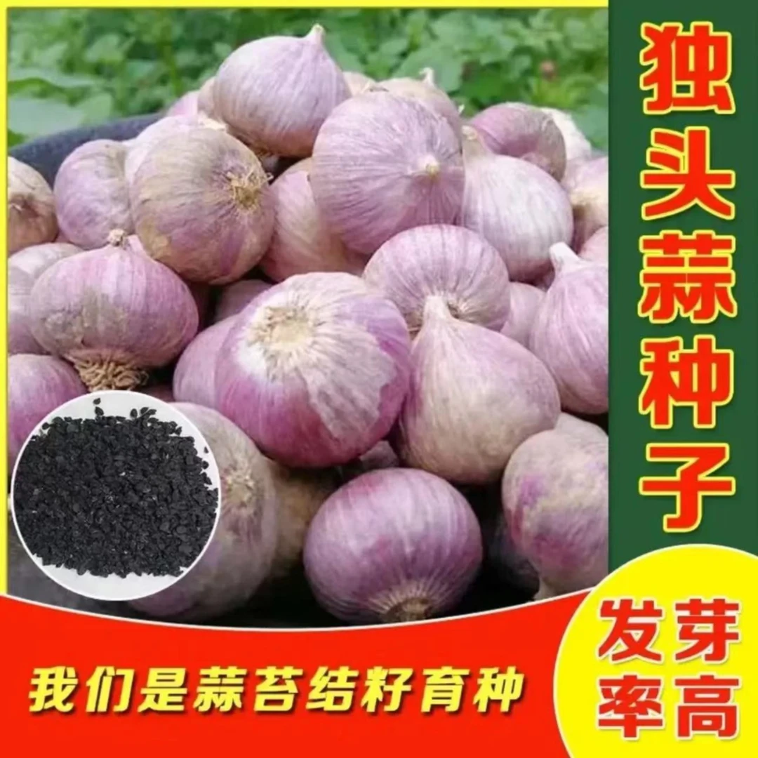 独头蒜菜种子农家独头蒜种子红皮四季紫皮大蒜苗种籽种植蒜苔盆栽