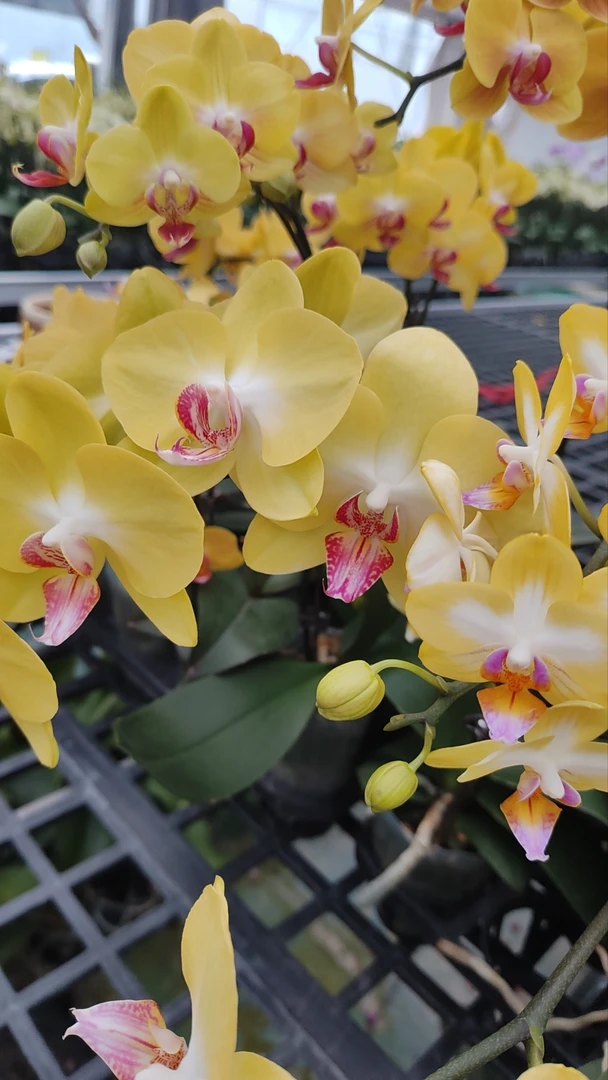 【黄色混发】蝴蝶兰室内种植观赏送礼带花发货