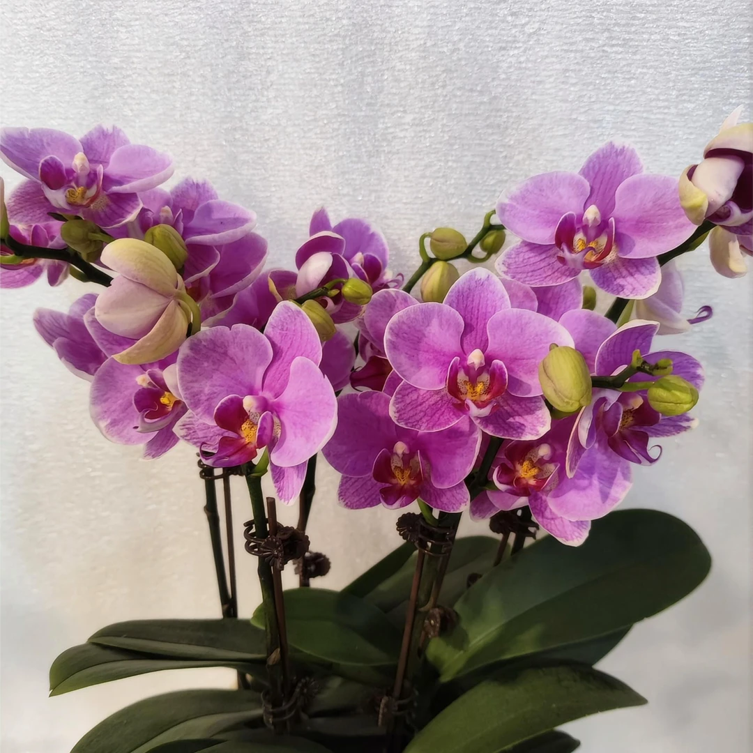 【路德曼】紫色红心系蝴蝶兰室内种植观赏送礼带花发货
