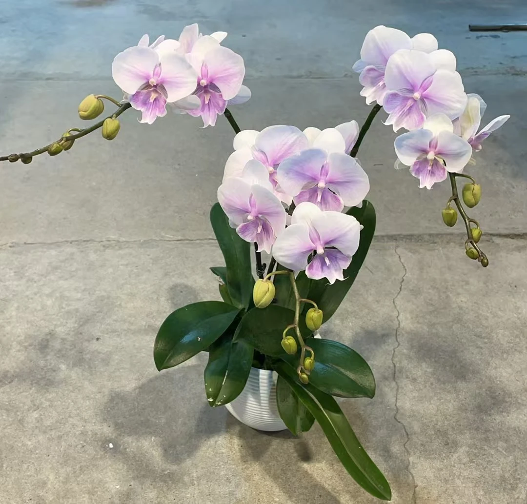 【甜美人】蝴蝶兰室内种植观赏送礼带花发货