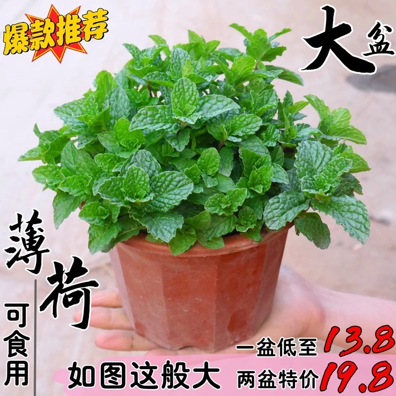 薄荷大盆栽可食用薄荷叶调酒清香大盆水培香草室内外好养驱蚊绿植