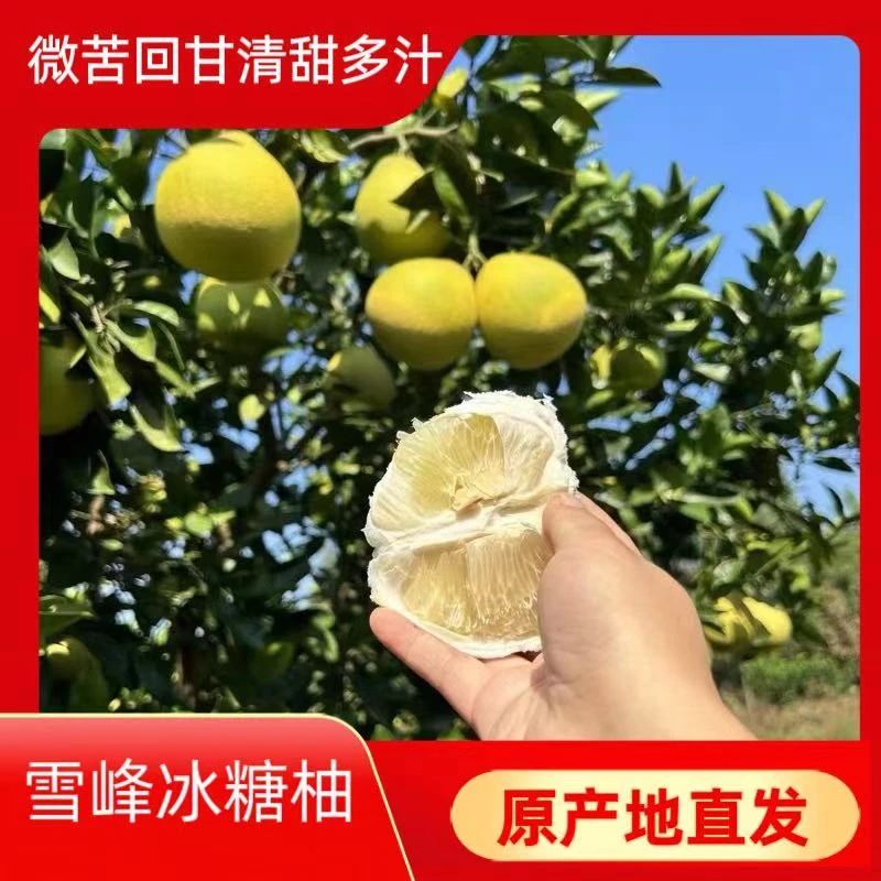 雪峰冰糖柚安江冰糖柚小苦柚脆嫩多汁原产地直发