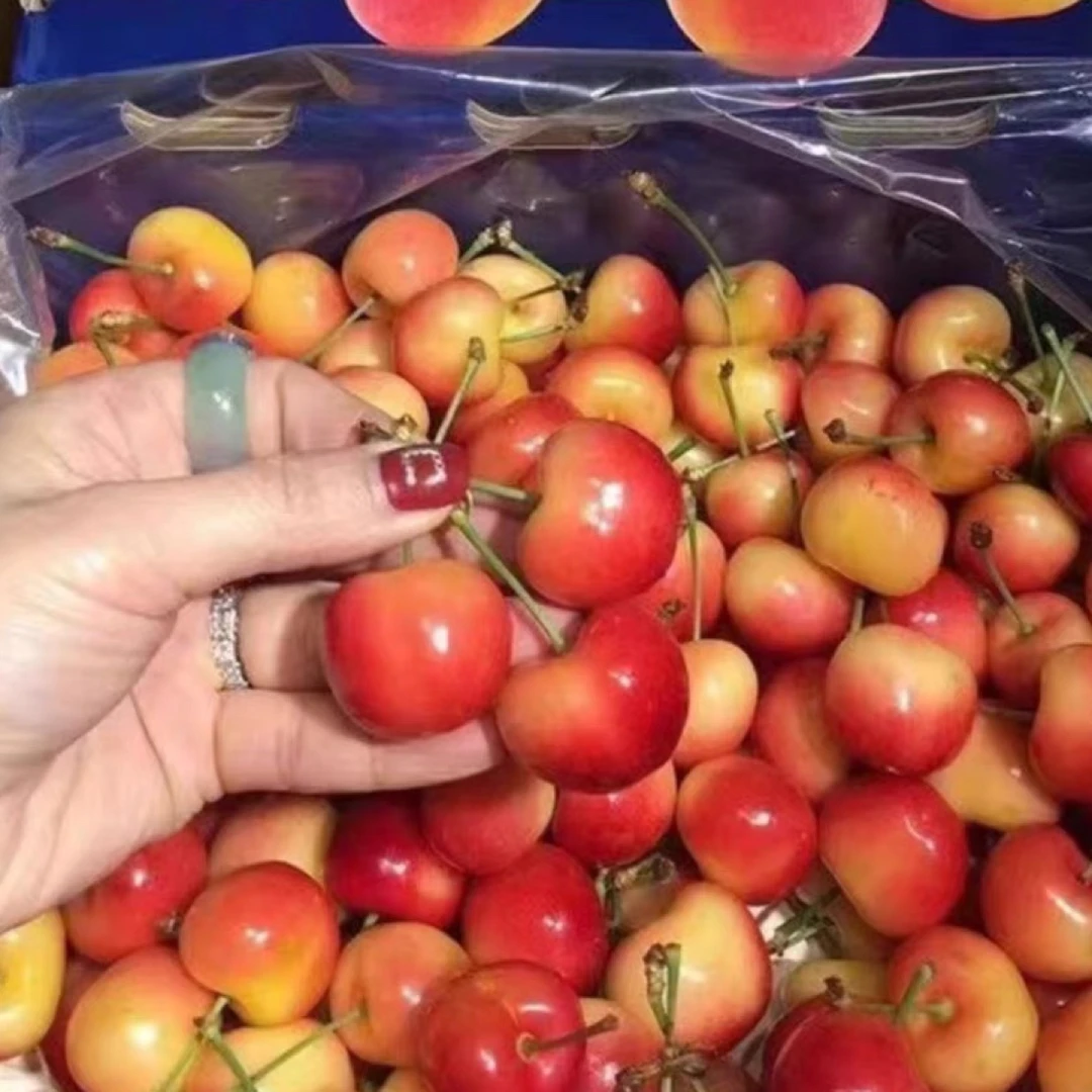 智利车厘子  雷尼尔  金车 黄车厘子2.2公斤净重