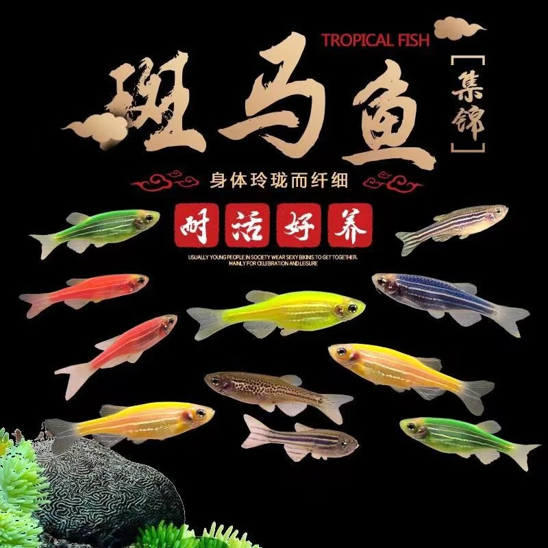 热带斑马鱼混养小型观赏鱼灯科鱼新手好养