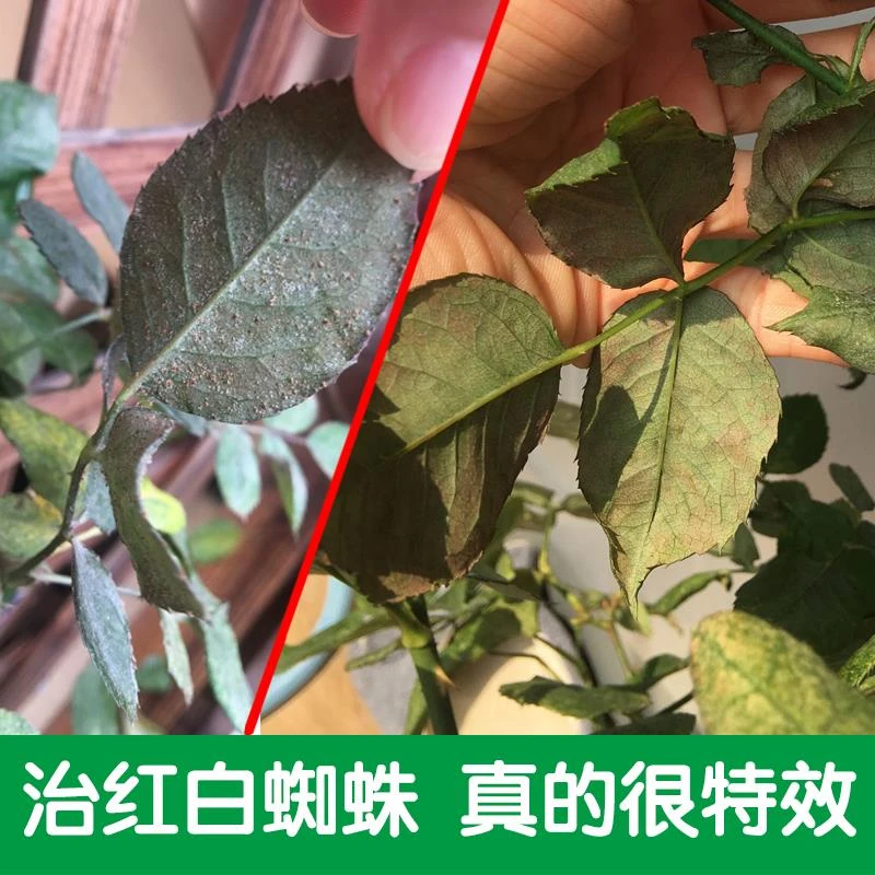 杀红蜘蛛专用药月季花常用药草莓蚜虫蓟马杀虫剂养花卉植物家用
