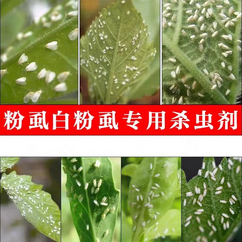 虱专用杀虫剂花卉多肉月季番茄蔬菜套筒扳手蛾叶蝉小黑飞农药蚜虫