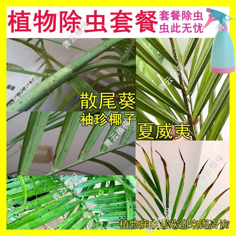 散尾葵夏威夷竹子凤尾竹富贵袖通用卫生高效除虫增效菊酯套餐含量