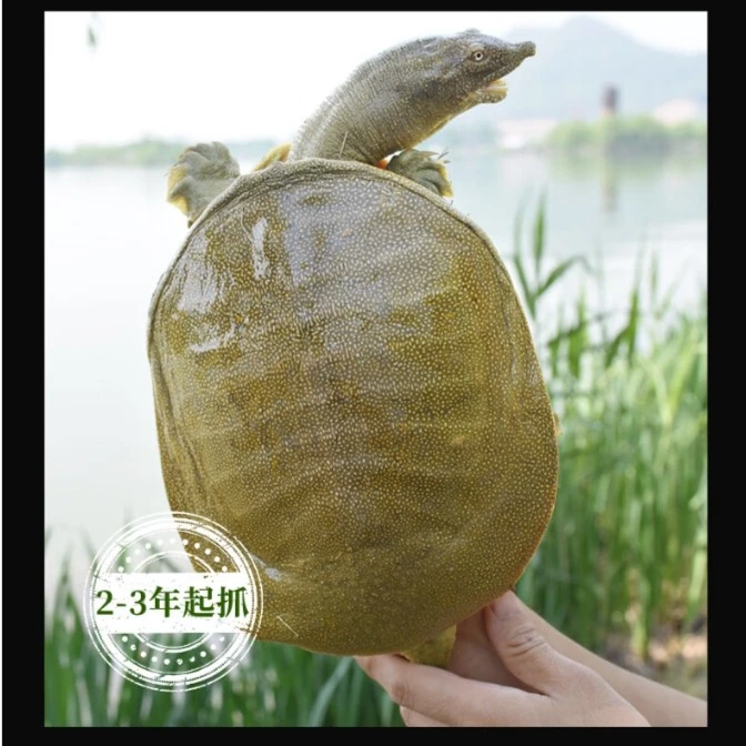 鲜活黄甲鱼一只约2.5-3斤