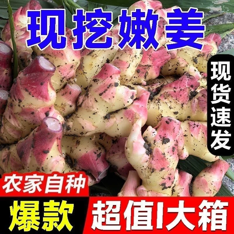 四川正宗姜味浓郁二黄姜带泥现采现发
