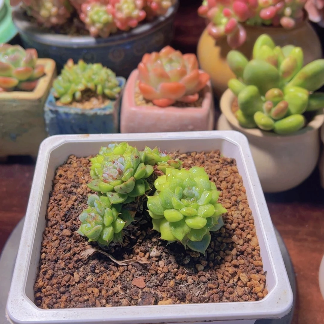 行****兵多肉植物，杂交