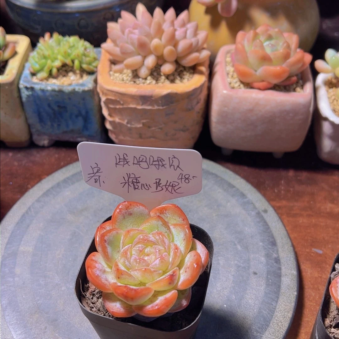 哦**宝糖心珍妮，多肉植物