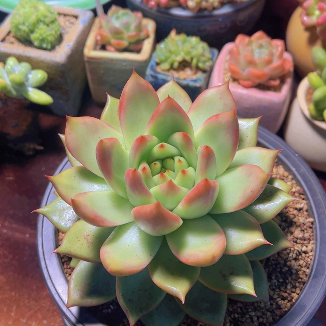 格*多肉植物，凯亚