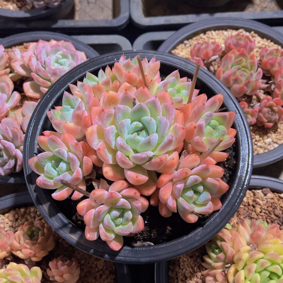 格*多肉植物，西施群