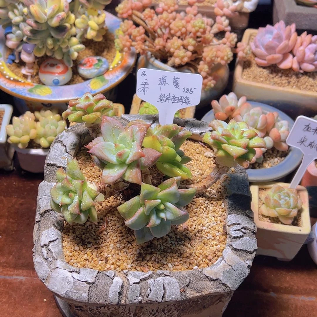 源*多肉植物，绿体祖母绿