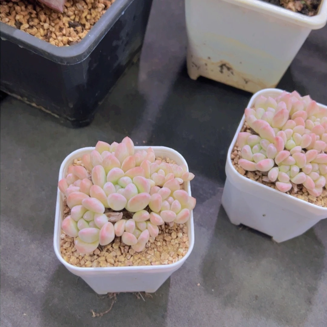 行****兵多肉植物，冰淇淋美人