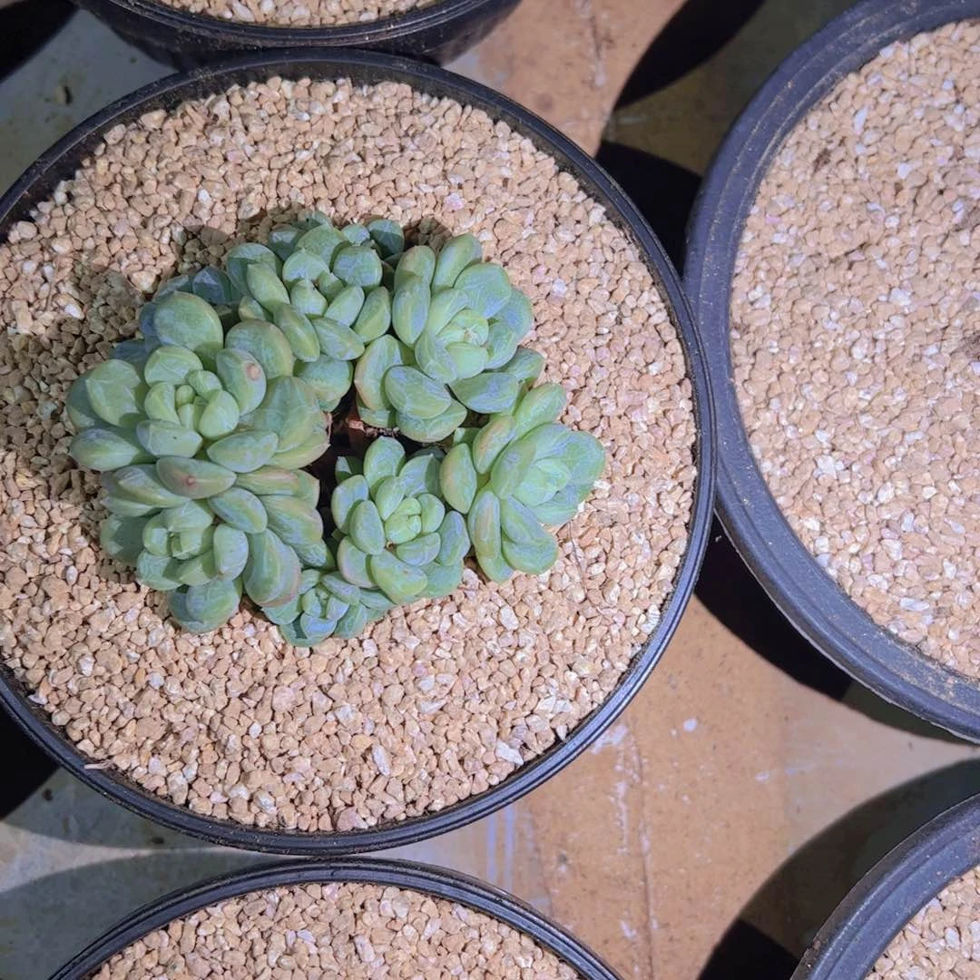 ?森林之心，多肉植物