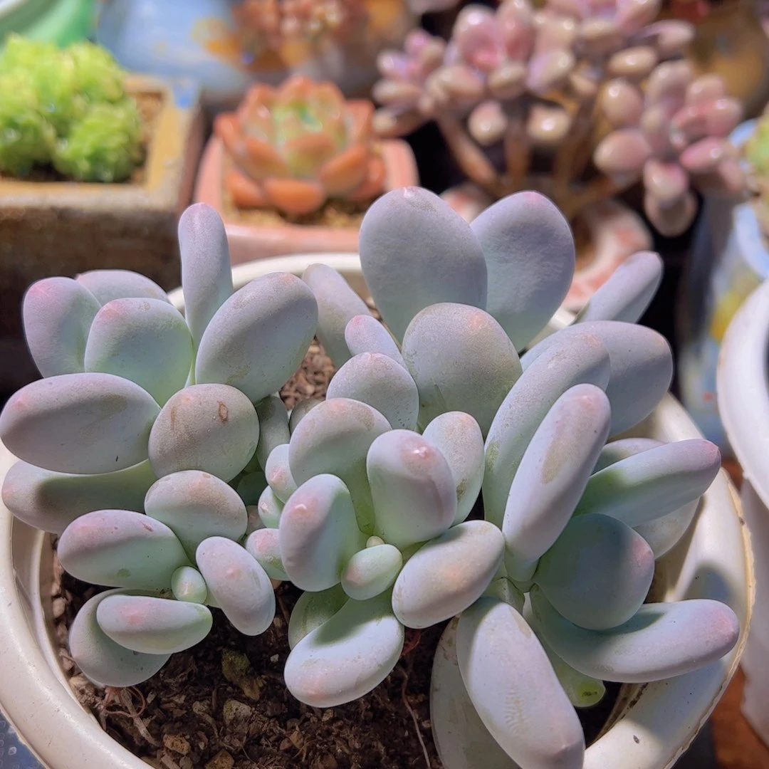 格*多肉植物，大叶奶