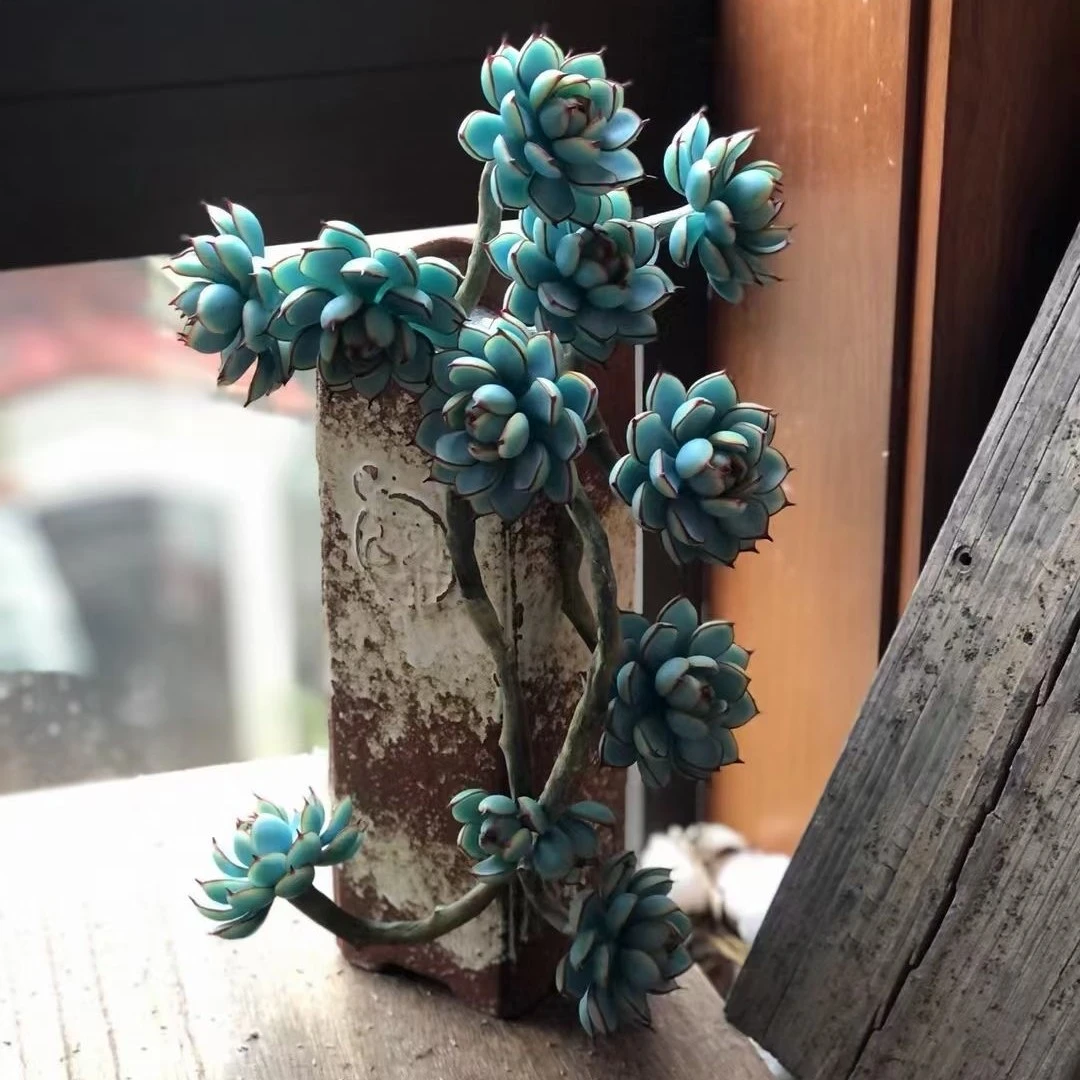 佩琪花艺多肉植物3号链接【满68包邮.偏远地区除外】
